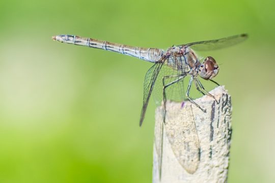 smartphone mosquitoes